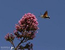 Hummingbird Hawk Moth.jpg - This Humming-bird Hawk Moth was taken near Dunderrow in Co. Cork in Ireland. It was the first time I had seen such a moth and luckily he came back to the same Valerian plant very early each morning for 3 days. He lived up to his name by hovering like a Hummingbird.They were reported all over Waterford in the past few years but fewer sightings in Cork. Some hibernate during the winter but the majority fly in from Mediterranean countries between May and September.