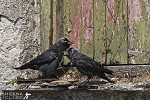 Jackdaws.jpg - 