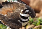 Killdeer Display.jpg - I came across this Killdeer on the stony edges of the salt ponds in Anguilla. This distraction display was performed to lead me away from his nest.