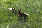 Lets Play.jpg - Early morning  near Kilbrittain, Co. Cork, two fox cubs playing and learning to hunt.