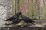 Love Birds (Jackdaws).jpg - 