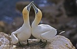 Lovin' Feeling.jpg - The courtship of the Gannet taken in May on the Saltees