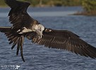Magnificent Frigatebird.jpg - One of the largest colonies of Magnificent Frigatebirds is to be found in Barbuda which is a very flat coral island to the North East of Antigua. It is surrounded by miles of coral reef and shallow water. The colony itself is only accessible by small boat 4 miles to the north of the island across a shallow saltwater lagoon. They are locally known as Man of War bird. They are hawks of the sea relying on speed and agility to gather food from the ocean surface.This is an adult female catching food for her young chick. It is mainly the female bird which is the hunter gatherer while the male sits on the nest minding the chick.