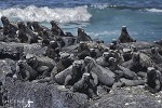 Marine Iguanas.jpg - 