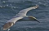 Natural Grace.jpg - Gannet on the south coast of Ireland