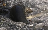 Nature and Nurture.jpg - Grey Seal mother and pup struggling to survive in a harsh environment