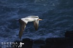 Nazca Booby.jpg - Boobies are closely related to Gannets and share their tear-drop shaped body, conical bill and plunge diving feeding strategy. I ssshot this off Punta Suarez on Hood Island in the Galapagos