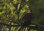 One Turtle Dove.jpg - I was surprised to discover this single Turtle Dove in a garden in the West of Ireland in May. This dove winters in Africa and is a rare summer visitor.