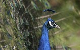 Peacock Pride.jpg - 