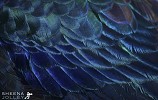 Peacock feathers( Rhapsody in Blue).jpg - Peacock feathers