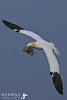 Piece Offering.jpg - The Gannet collects vegetation to bring back to the cliff edge to build a nest on the Saltees.