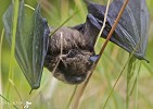 Pipistrelle.jpg - 