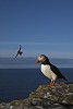 Puffin Power.jpg - These Puffins were nesting on Skellig Michael off the west coast of ireland. They are a small bird and it is a wonder to see them at such close quarters with their brightly coloured beaks and comical flight