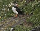 Puffin and Rabbit.jpg - Atlantic Puffins are colonial nesters, using burrows on grassy cliffs On Skellig Michael off the Kerry coast in Ireland they have to share their burrows with the rabbit population. It is difficult to know when Rabbits were first introduce to Skellig Michael and you have to look hard to find them. I was lucky to spot a family of very young rabbits. Young rabbits tend to be exploratory in new space and were naturally inquisitive but the puffins always gave chase when the rabbit's curiosty took them too close. However, I did notice they shared the same entrance to the burrows so there must be some tolerance underground. Rabbits, being prey animals tend to freeze and observe when confronted with a threat. However they always ran when the Puffins gave chase.