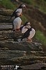 Puffins on Ancient Steps.jpg - 