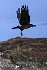 Raven.jpg - I shot this raven on Sherkin Island. I wanted to get close enough to get a portrait shot as well as an action shot. In time he became accustomed to my presence and I got the shot I wanted.