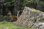 Red Deer on Inishtrahull Island.jpg - 