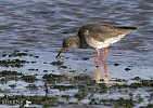 Redshank catching a Crab.jpg - Redshank catching a Crab near Timoleague- a frozen moment