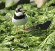Ringed Plover 2.jpg - 