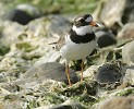 Ringed Plover.jpg - 