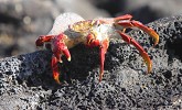 Sally Lightfoot Crab Shedding Shell.jpg - 
