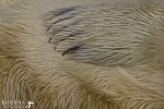 Seal Claw.jpg - Grey Seal Pup's claw, close up