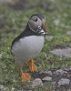 Seven in One.jpg - Puffins spend most of the year far out to sea. They come to land to breed between March and August and can be found on islands and mainland cliffs off Ireland. This was taken on Skellig Michael 7 miles off the coast of Kerry in Southern Ireland. They nest in burrows or crevices in clifftop earth or fallen boulders, in a colourful world of sea campion, thrift, lichens and blue sea. The single egg is hatched after 39 days and the chick flies when about 38 days old. It will breed after 5 years at sea. Feeding areas are often located 100 km (60 mi) offshore from the nest or more, though when provisioning young the birds venture out only half that distance. Atlantic Puffins can dive for distances of up to 70 m (200 ft) and are propelled by their powerful wings, which are adapted for swimming. They use their webbed feet as a rudder while submerged. Puffins collect several small fish, such as herring, sprats, zooplankton, fish (shellfish), and sand eels. They use their tongues to hold the fish against spines in their palate, leaving their beaks free to open and catch more fish. Puffins normally line up the fish in their bills with the heads facing alternate ways and can sometimes have a dozen or more fish in its beak at once