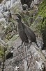 Shags Love Too.jpg - 