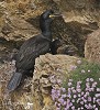 Shags.jpg - Shags are colonial nesters, using trees, rocky islets, or cliffs. The eggs are a chalky-blue colour. There is usually one brood a year. The young are fed through regurgitation. They typically have deep, ungainly bills and and here are seen vibrating their necks to cool down on a hot day on Innishbofin off Galway.