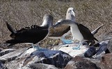 Shake a Leg (Blue-Footed Boobies).jpg - The Blue-Footed Booby displays one of the funniest courtships in the bird world. They lift their feet one at a time and wave them in the air. Their unflattering name came about because seafarers found them easy to kill at their ground nests. This was taken at Punta Suarez in the Galapagos which must be the only place you can now get close to them.