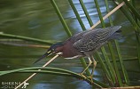 Sharp Focus.jpg - I came across this Green Heron In Guadeloupe. He patiently watched and waited for exactly the right moment before striking with his long beak to grab a fish. The reeds bent under his weight and seemed to provide a pleasing composition.