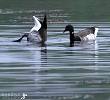 Show Off (Brent Geese).jpg - 