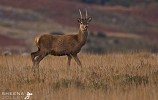 Sika Deer.jpg - 