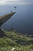 Skellig Michael Landing.jpg - Puffins spend most of the year far out to sea. They come to land to breed between March and August and can be found on islands and mainland cliffs off Ireland. This was taken on Skellig Michael 7 miles off the coast of Kerry in Southern Ireland. They nest in burrows or crevices in clifftop earth or fallen boulders, in a colourful world of sea campion, thrift, lichens and blue sea. The single egg is hatched after 39 days and the chick flies when about 38 days old. It will breed after 5 years at sea.