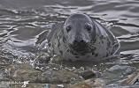 Soul of a Man.jpg - I photographed this grey seal pup on the island of Inishark in November. I think he was enticing me into the waters!