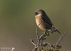 Stonechat.jpg - Stonechat