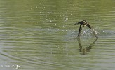 Swallow Dip.jpg - I watched the swallows swoop for insects on a stream in West Cork in Ireland and was eager to convey the reationship the swallows have with water. The moment of impact is so fast that I had to shoot at both a high ISO and fast shutter speed. Sometimes their contact with the water surface was delicate and at other times they seemed totally immersed.