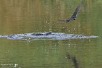 Swallow Splash.jpg - swallows swoop for insects on a stream in West Cork in Ireland and was eager to convey the reationship the swallows have with water. The moment of impact is so fast that I had to shoot at both a high ISO and fast shutter speed. Sometimes their contact with the water surface