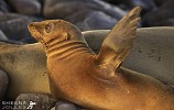 Talk to the Hand.jpg - I managed to catch this Galapagos Sealion pup just before leaving Hood Island in the evening.I took this shot in April so the pup must have been about five months. The Galapagos Sea Lion was formerly regarded as a subspecies of the widespread Californian Sea Lion. It is now categorised in the 2006 IUCN Red List of Threatened Species as Vulnerable.