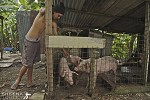 Terrence Bailey and his pigs 2008.jpg - 