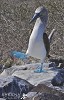 The High Step (Blue Footed Booby).jpg - The Blue-Footed Booby displays one of the funniest courtships in the bird world. They lift their feet one at a time and wave them in the air. Their unflattering name came about because seafarers found them easy to kill at their ground nests. This was taken at Punta Suarez in the Galapagos which must be the only place you can now get close to them.