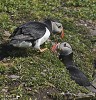 The Nest is Ready.jpg - Atlantic Puffins are colonial nesters, using burrows on grassy cliffs. They can face competition from other burrow nesting animals such as Rabbits, Manx Shearwaters and occasionally Razorbills. Male puffins perform most of the work of clearing out the nest area, which is sometimes lined with grass, feathers or seaweed. The only time spent on land is to nest. Mates are found prior to arriving at the colonies, and mating takes place at sea.The Atlantic Puffin is sexually mature at the age of 4?5 years. The species is monogamous and has biparental care. A single-egg clutch is produced each year, and incubation responsibilities are shared between both parents. Total incubation time is around 39?45 days, and the chick takes about 49 days to fledge. At fledging, the chick leaves the burrow alone, and flies/swims out to sea, usually during the evening. Contrary to popular belief, young puffins are not abandoned by their parents. Synchronous laying of eggs is found in the Atlantic Puffin.