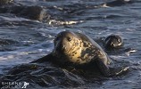 The People of the Sea (Grey Seal).jpg - The Grey Seal is an inquisitive and curious creature. This endearing quality and their big brown eyes makes one believe all the myths and legends associated with them. This was shot on the island of Inishark off the west coast of ireland