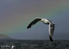The Sky 's the Limit(Great Blackbacked Gull).jpg - After a whole day out on a fishing boat we were steaming for our home port. It had been an overcast day with plenty of rain. I saw a rainbow develop and waited for the preconceived moment to occur. Luckily this Great Black-backed Gull obliged by flying into my frame in the right place at the right time. The boat was flying at 20 knots so I was pleased to avoid camera shake and obtain a level horizon.
