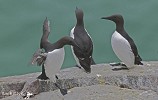 Three's a Crowd (Guillemots).jpg - Guillemots on the Saltee Islands
