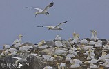 Two by Two(Gannets).jpg - A large Gannet Colony on the Saltee Islands. By observing closely you could pick out the individual pairs.