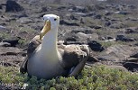Waved Albatross On Nest.jpg - 