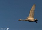 Whooper Swan.jpg - Whooper Swan