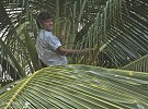 Wilson Norris picking coconuts.jpg - 