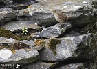 Wren on Skellig Michael.jpg - Skellig Michael is host to abundant wildlife. A wren with a morsel